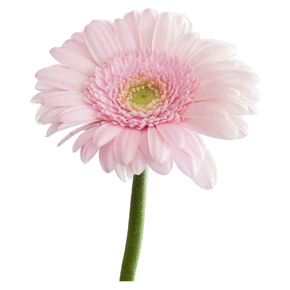 Daisy Flower Transparent Image