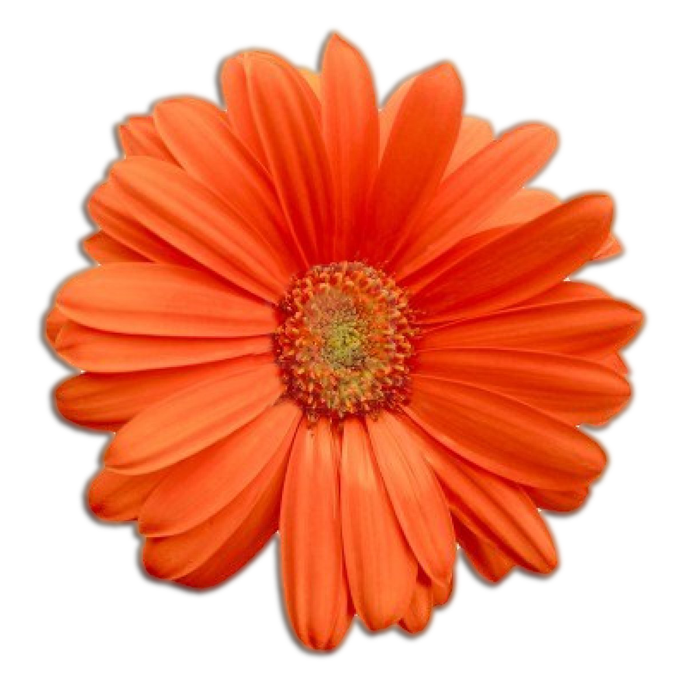 Daisy Flower Transparent Picture