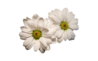 Daisy PNG