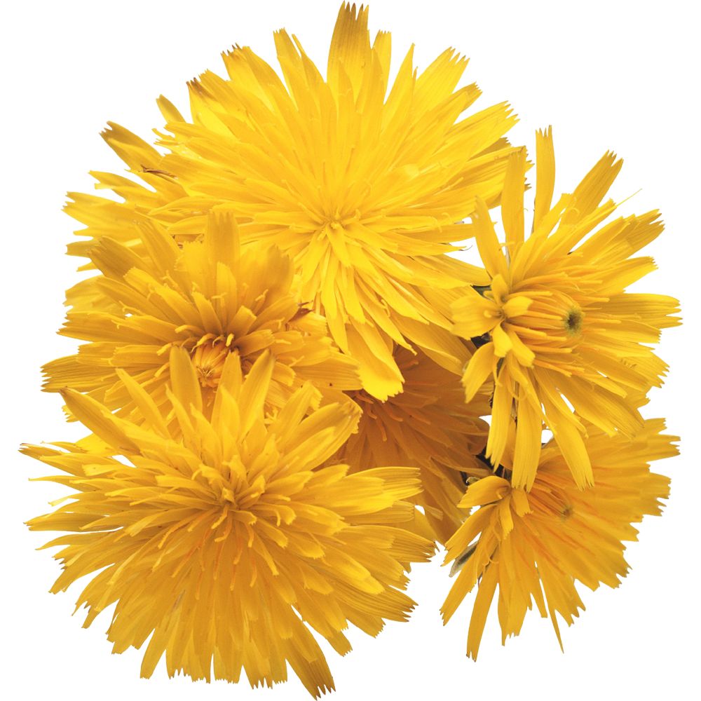 Dandelion Flower  Transparent Photo