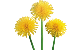 Dandelion Flower PNG