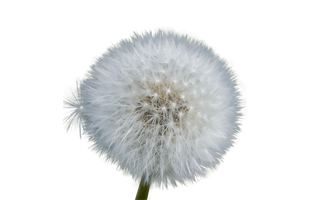 Dandelion PNG