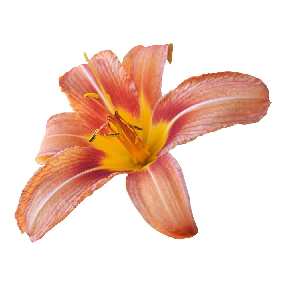 Daylily Flower  Transparent Image