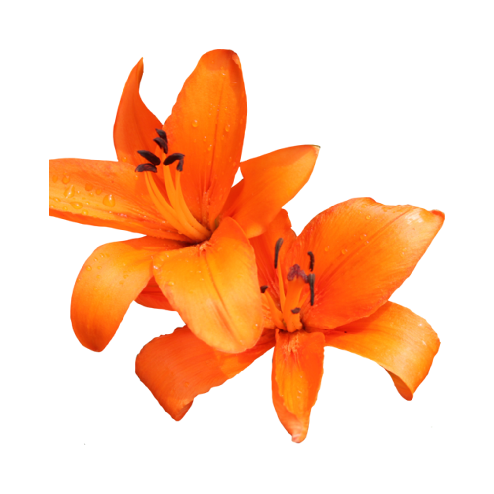 Daylily Flower  Transparent Photo