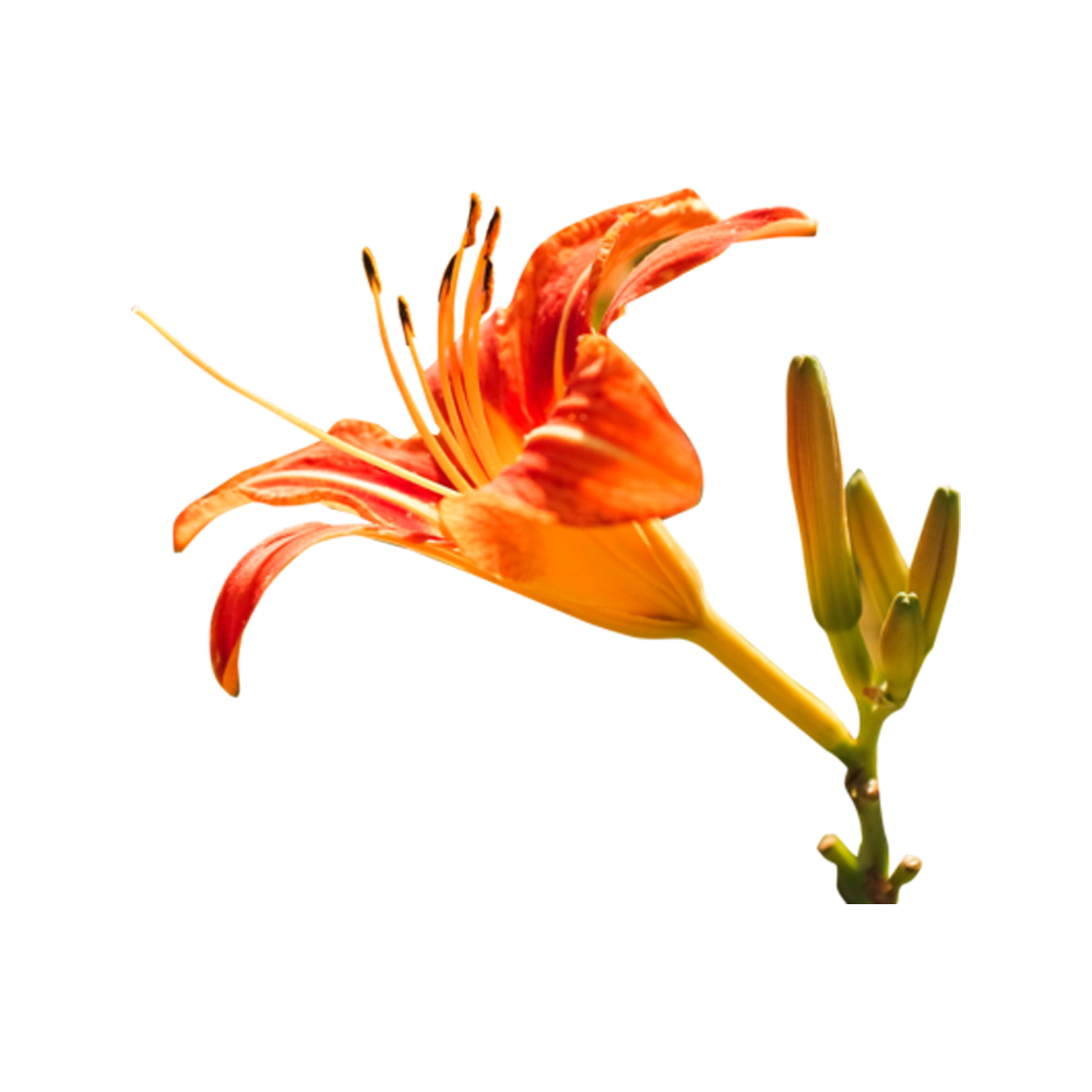 Daylily Flower Transparent Picture