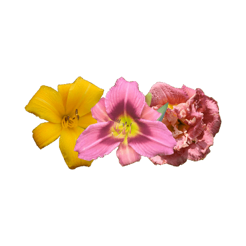 Daylily Flower  Transparent Clipart