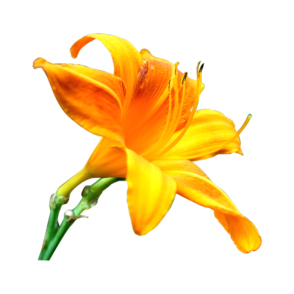 Daylily Flower  Transparent Gallery