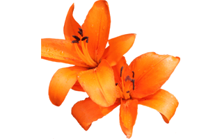 Daylily Flower PNG