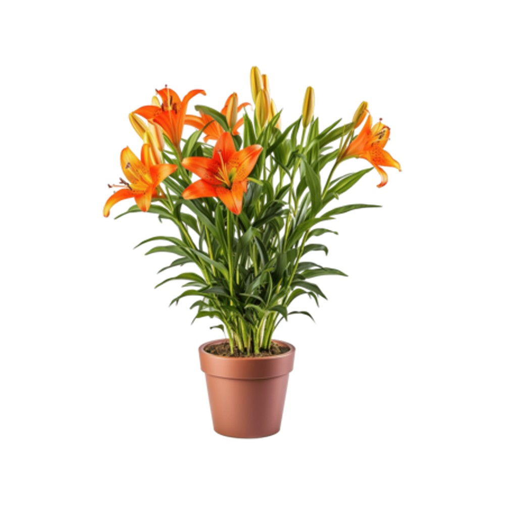 Daylily Plant Transparent Picture
