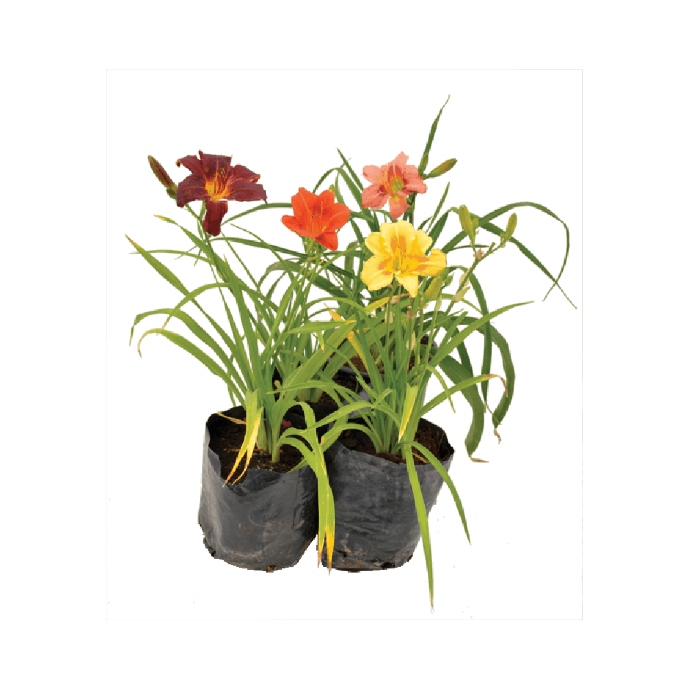 Daylily Plant  Transparent Gallery