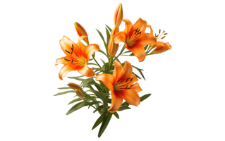 Daylily Plant PNG