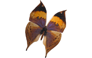 Dead Leaf Butterflies PNG