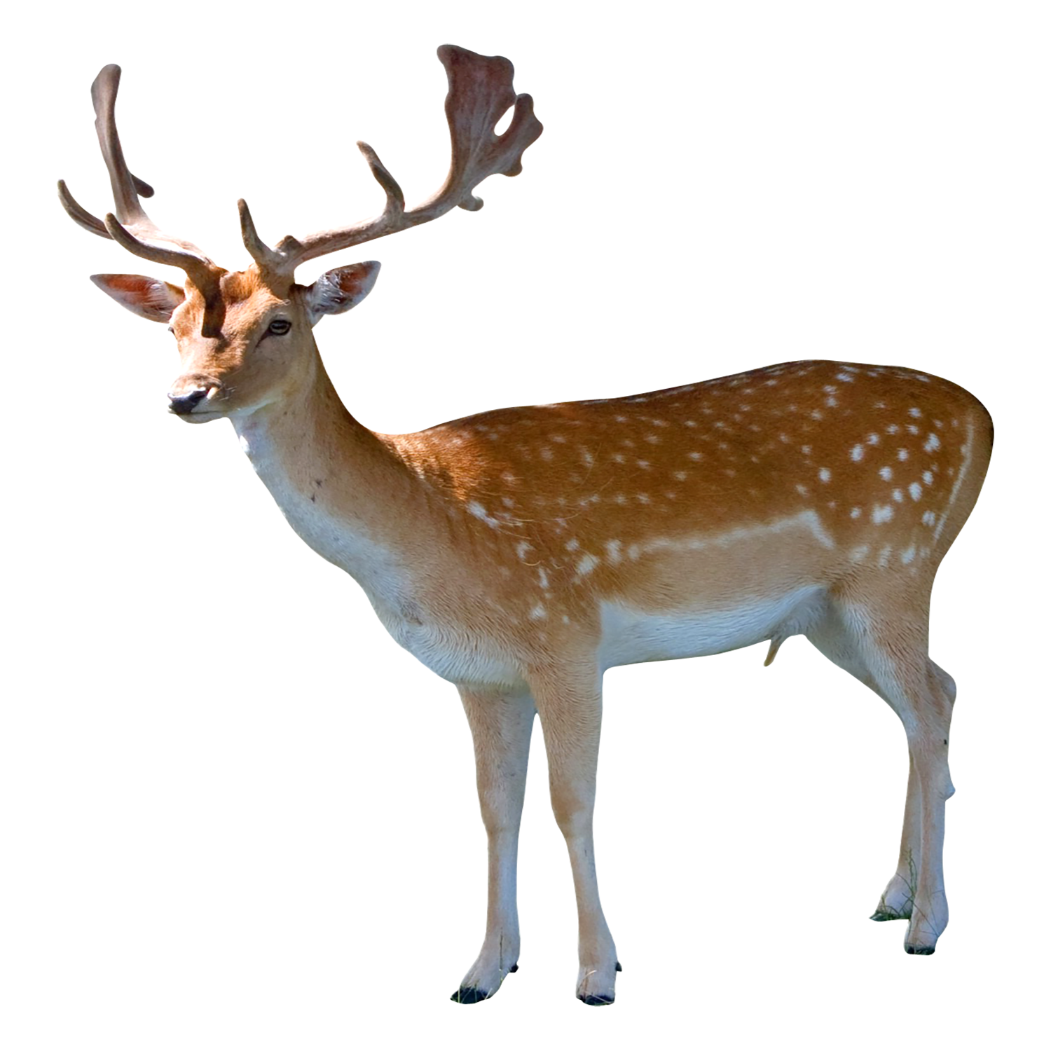 Deer Transparent Photo