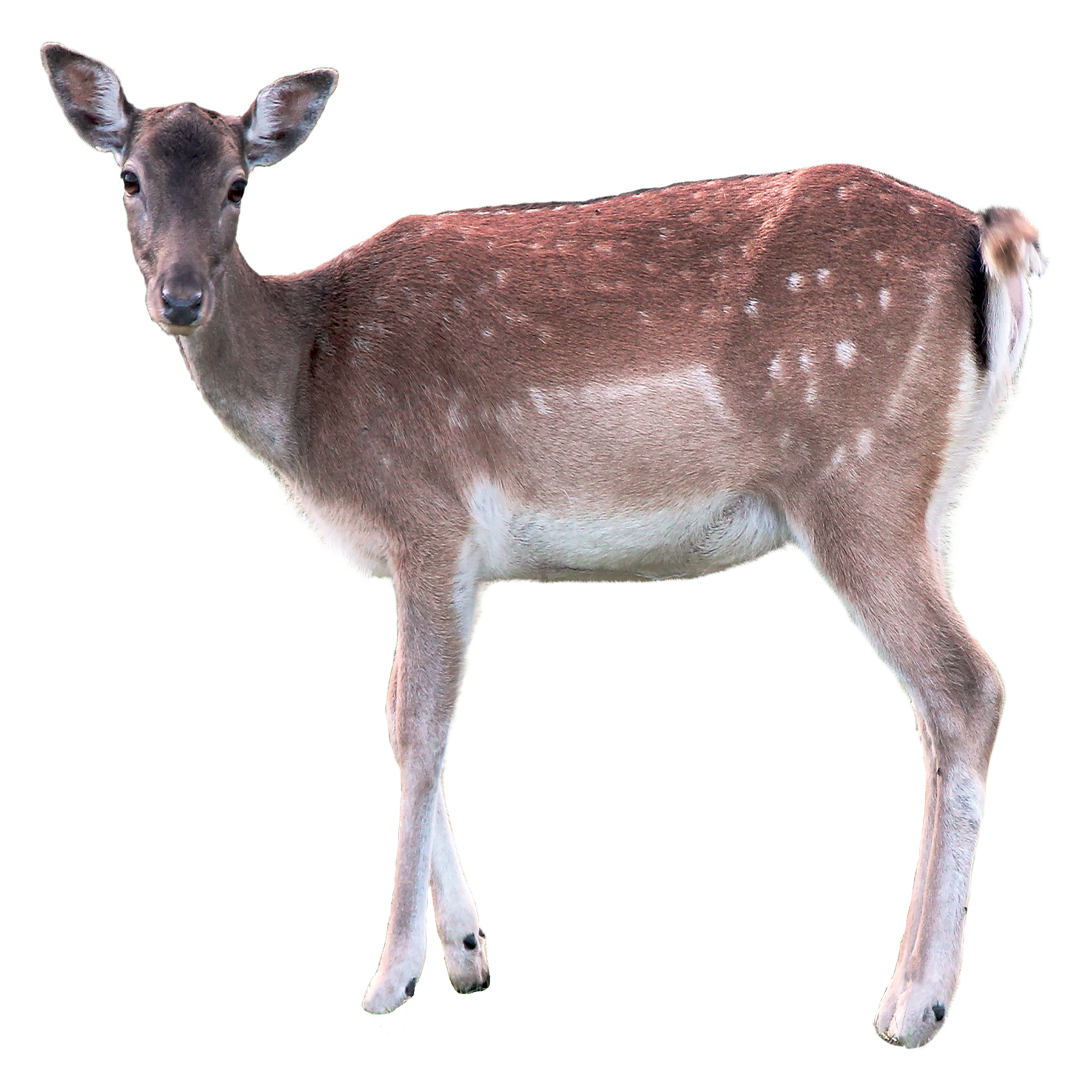 Deer Transparent Picture