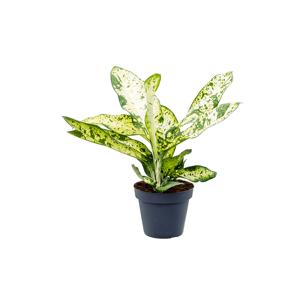 Dieffenbachia Plant  Transparent Photo