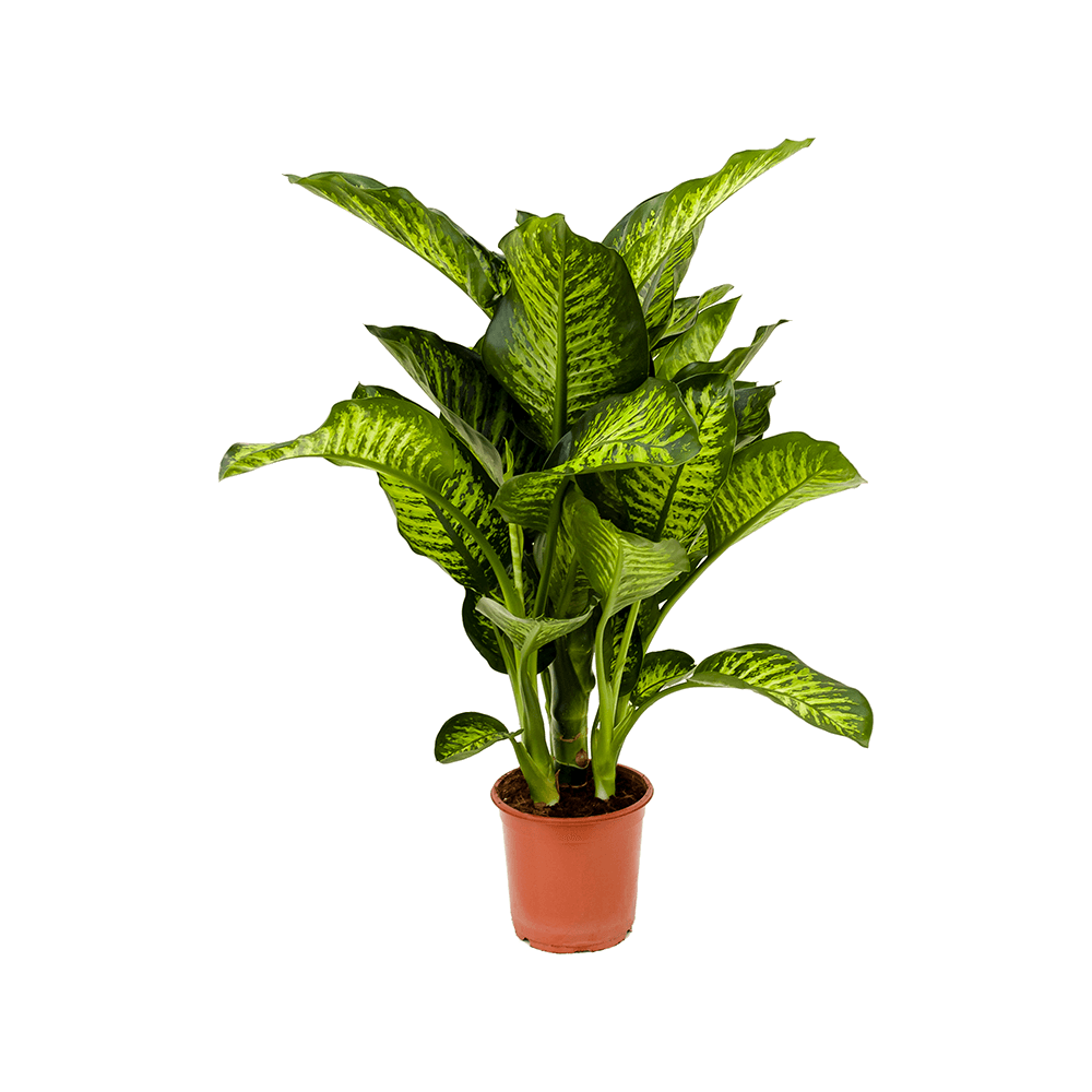 Dieffenbachia Plant Transparent Picture