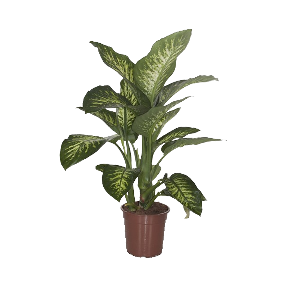 Dieffenbachia Plant  Transparent Clipart