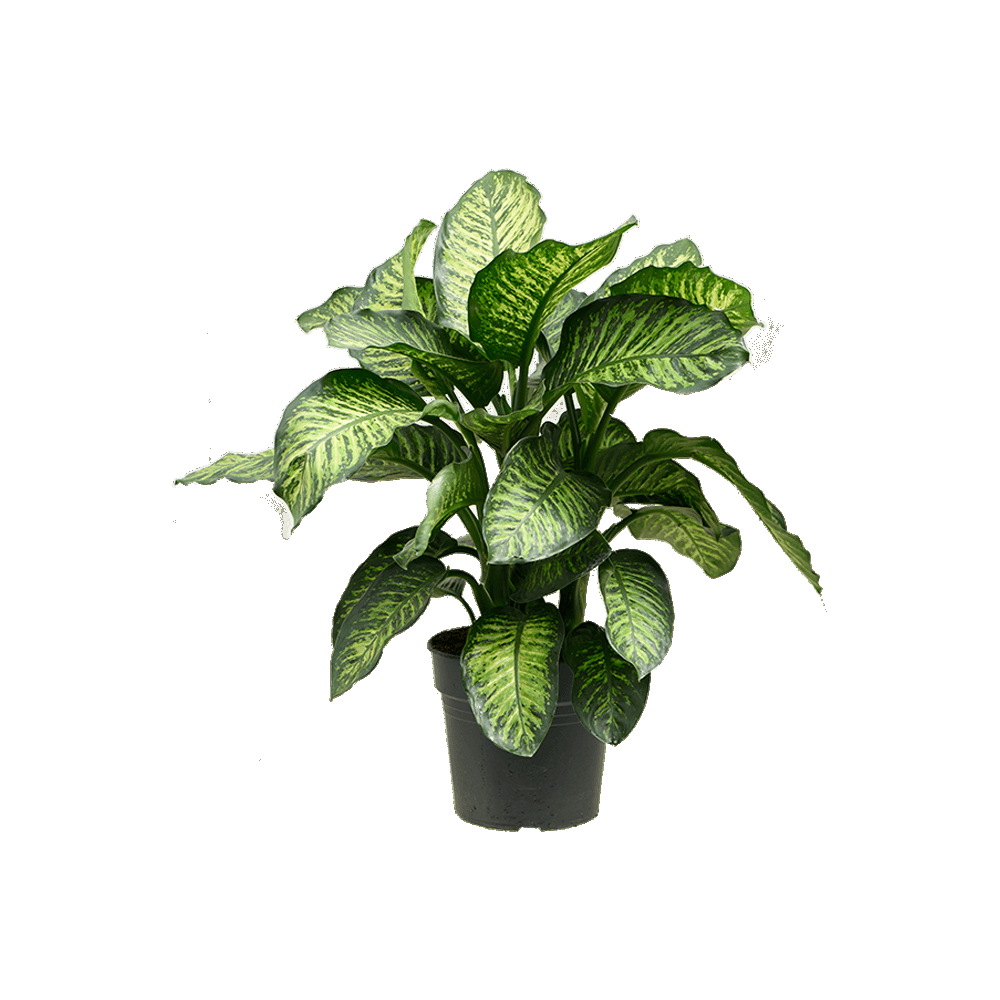 Dieffenbachia Plant  Transparent Gallery