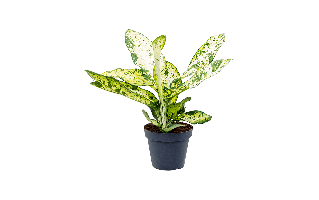 Dieffenbachia Plant PNG