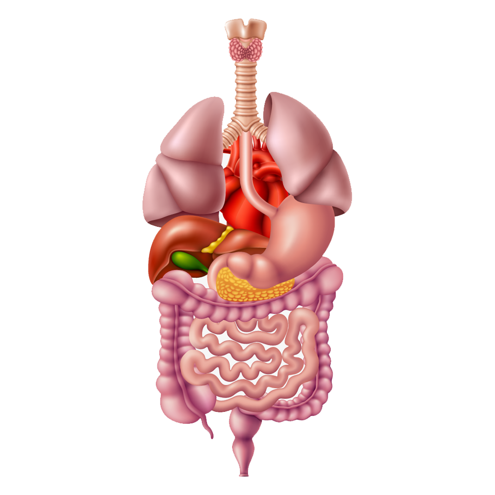 Digestive System Transparent Image
