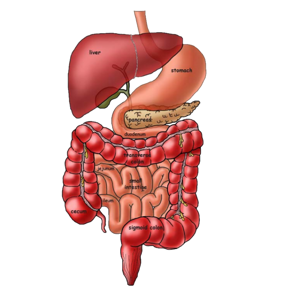 Digestive System Transparent Picture