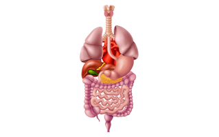 Digestive System PNG