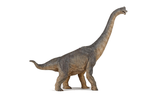 Diplodocus PNG