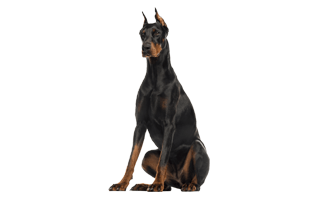 Doberman PNG