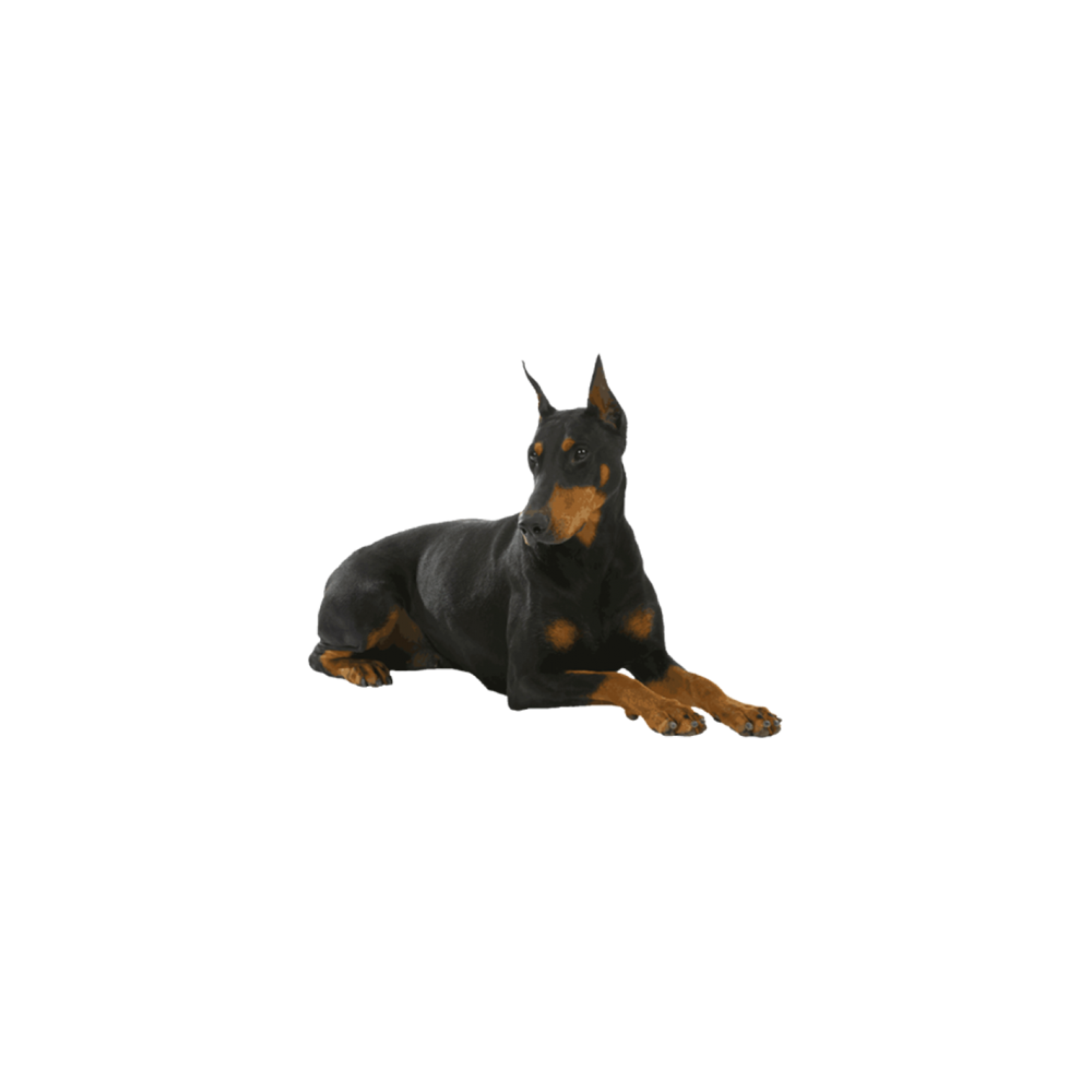 Dobermann Transparent Image
