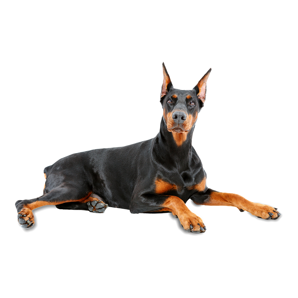 Dobermann Transparent Clipart
