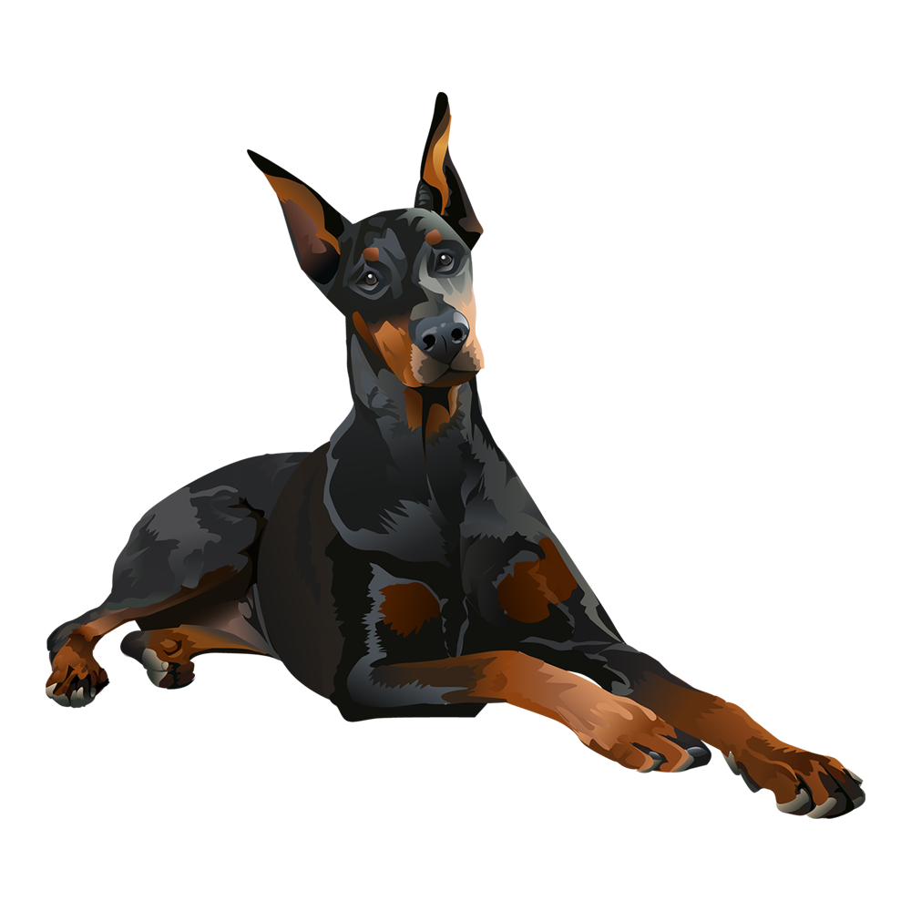 Dobermann Transparent Gallery