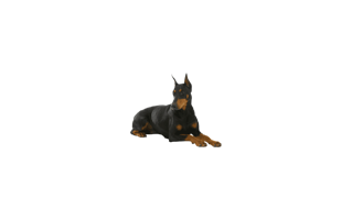Dobermann PNG