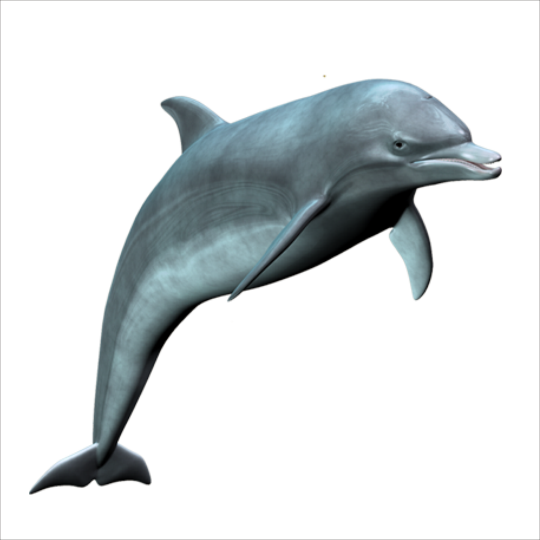 Dolphin Transparent Photo