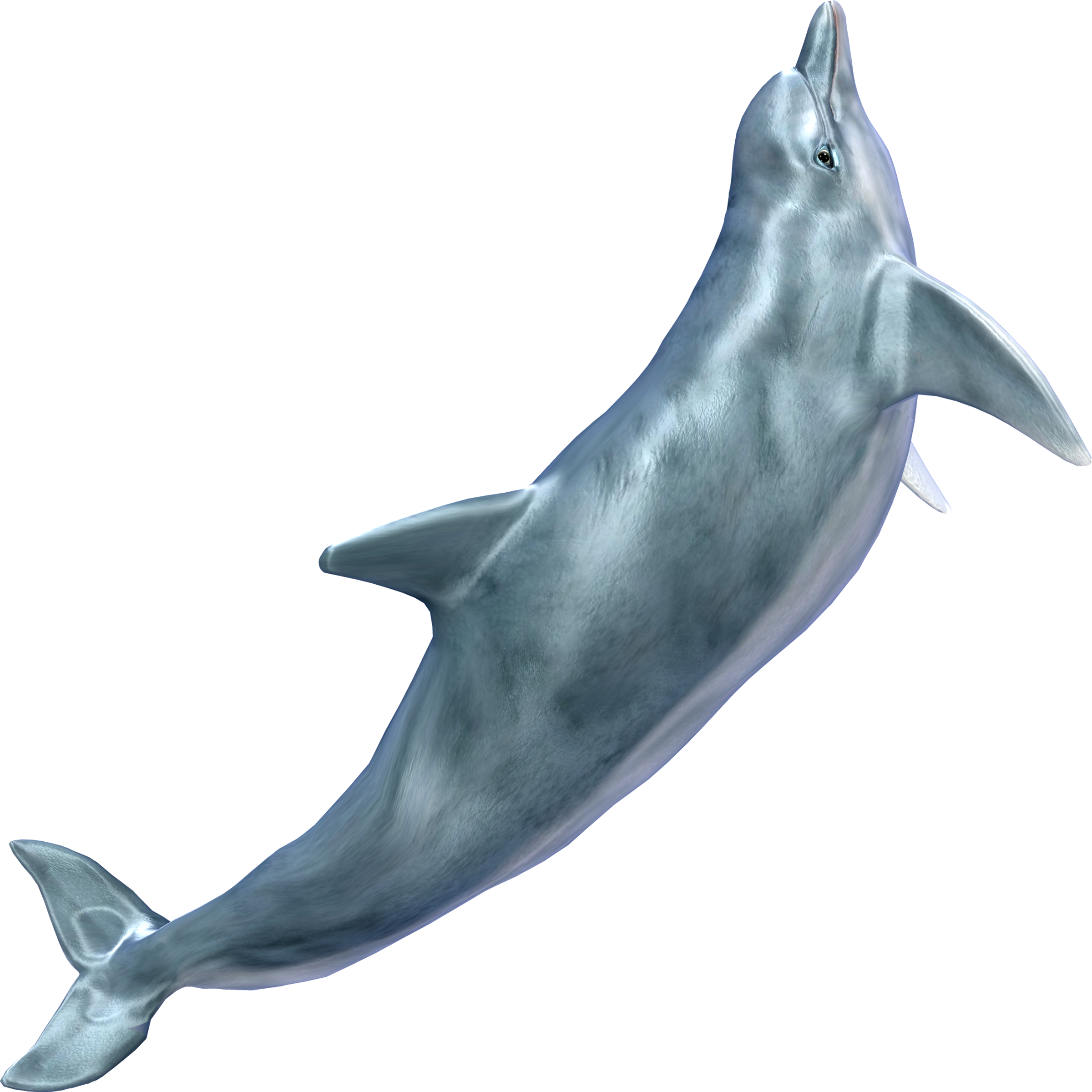 Dolphin Transparent Picture