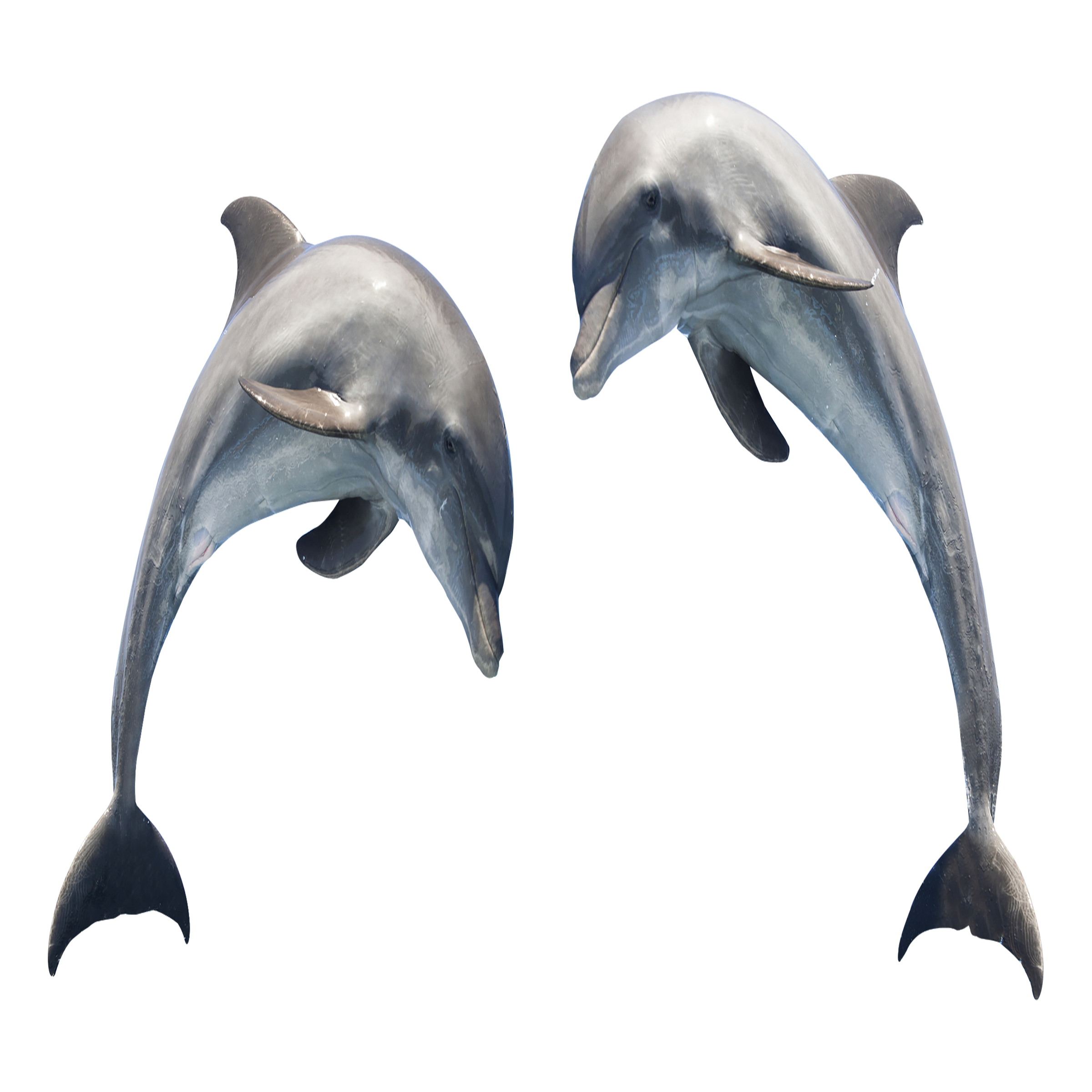 Dolphin Transparent Clipart