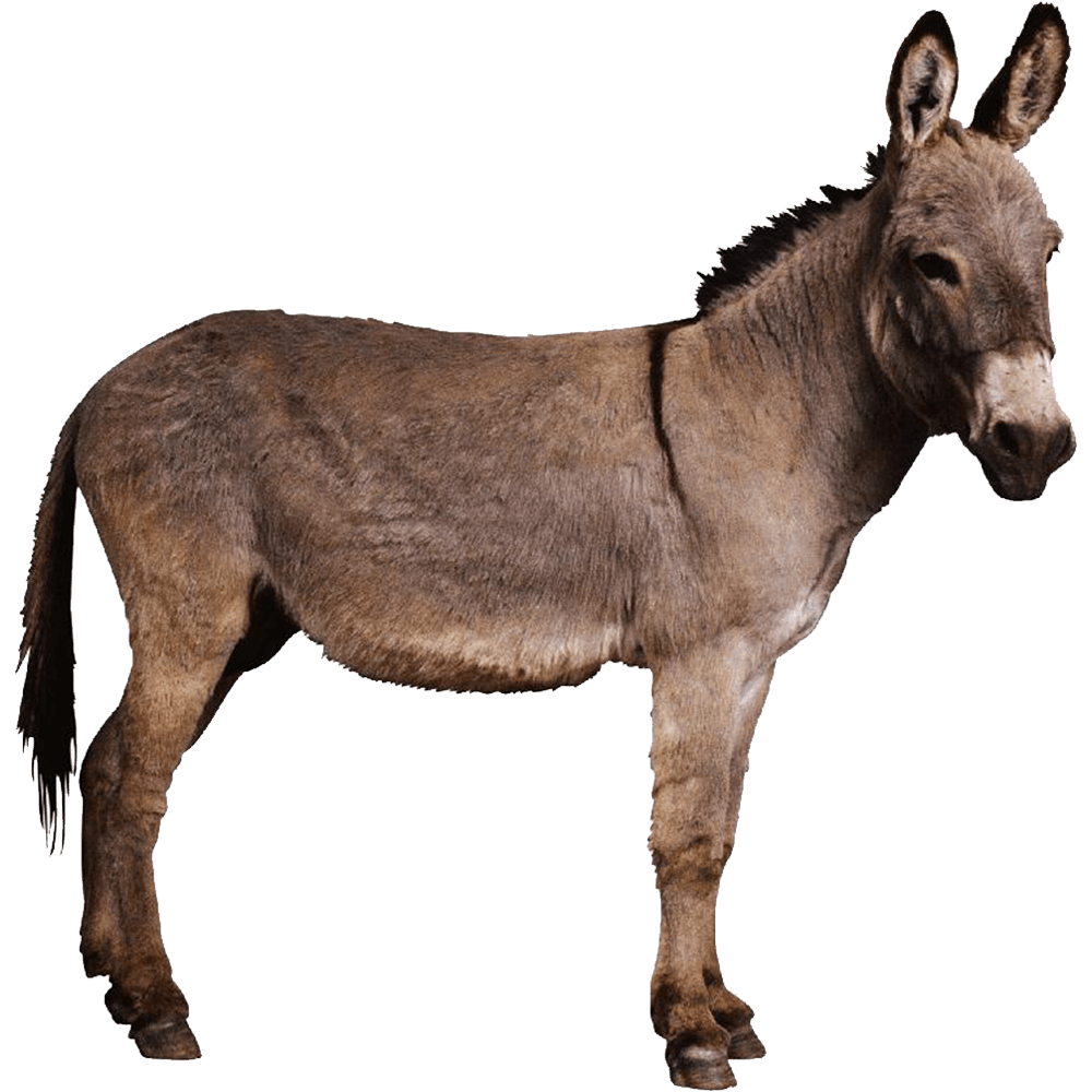 Donkey Transparent Picture