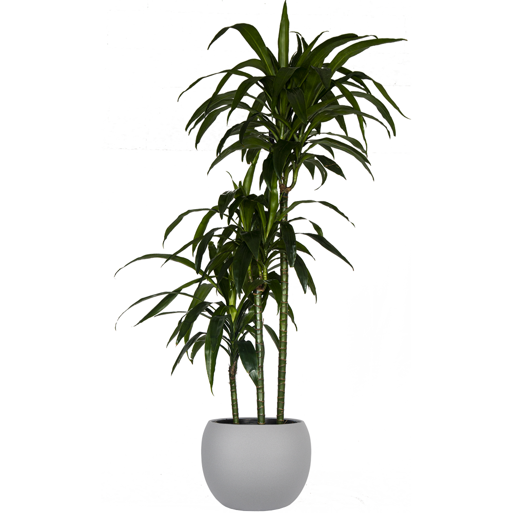 Dracaena Plant  Transparent Image
