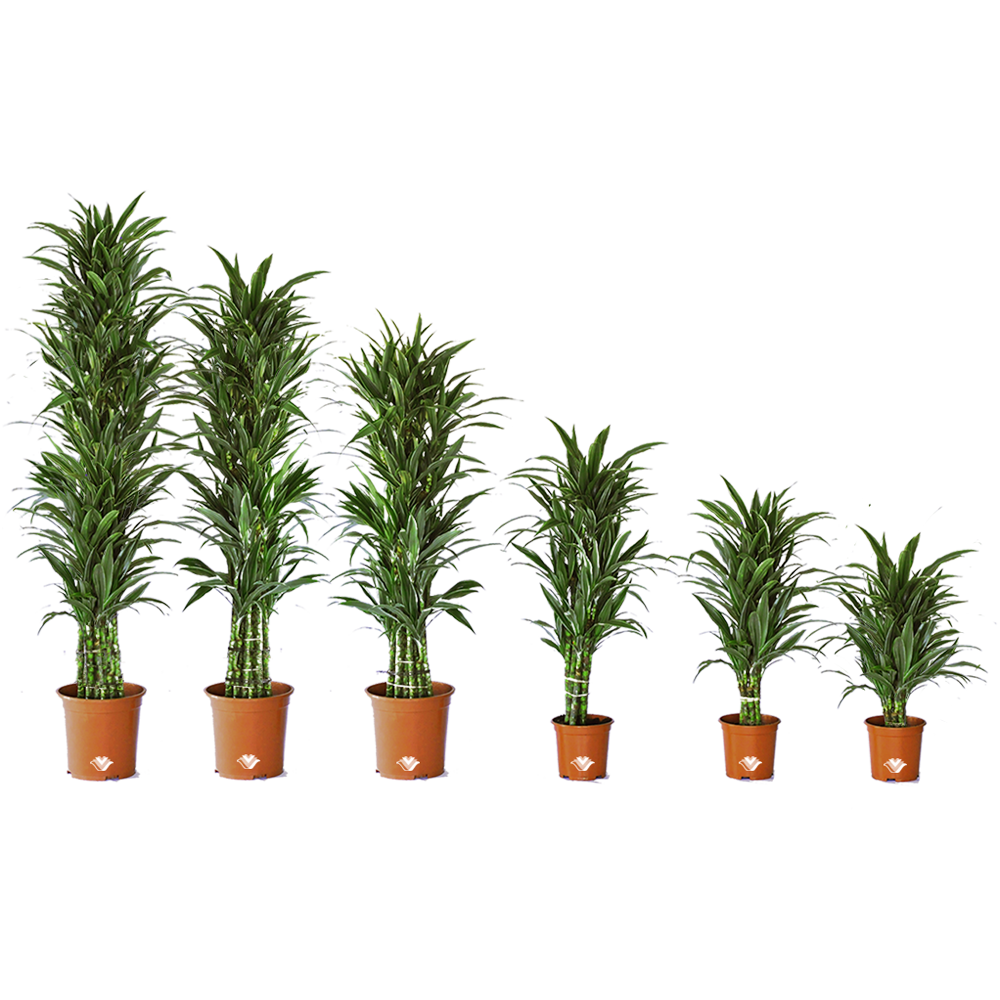 Dracaena Plant  Transparent Photo