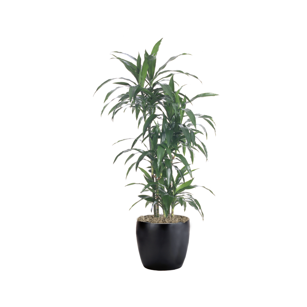 Dracaena Plant Transparent Picture