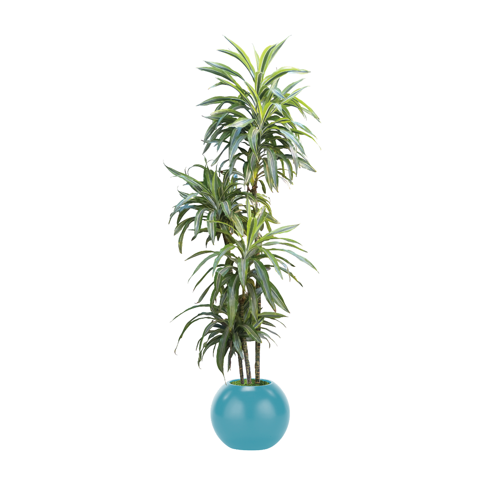 Dracaena Plant  Transparent Clipart