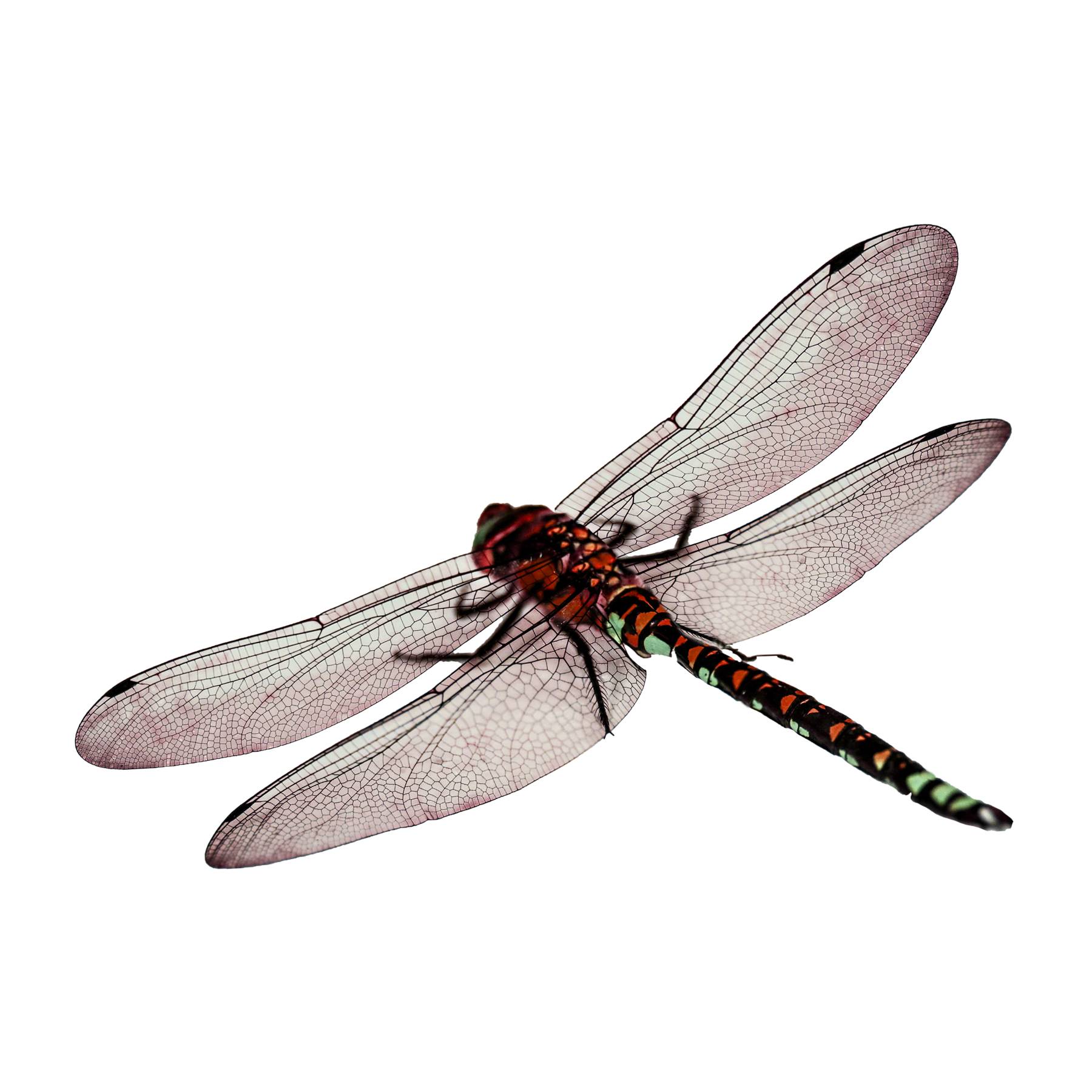 Dragonfly Transparent Photo