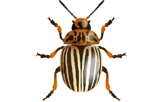 Dung Beetle PNG