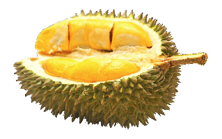 Durian PNG