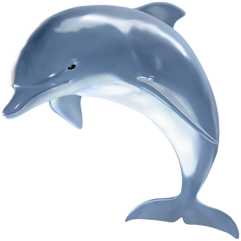 Dusky Dolphin Transparent Image