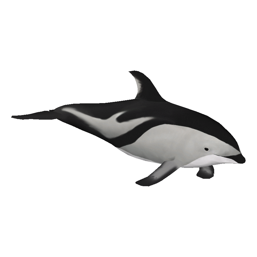 Dusky Dolphin Transparent Picture