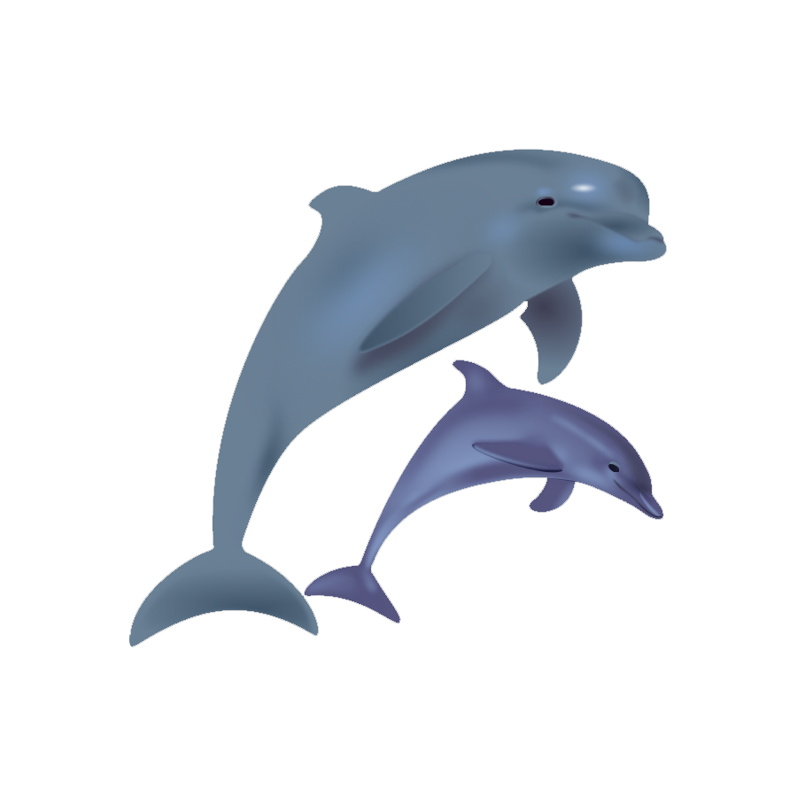 Dusky Dolphin Transparent Gallery