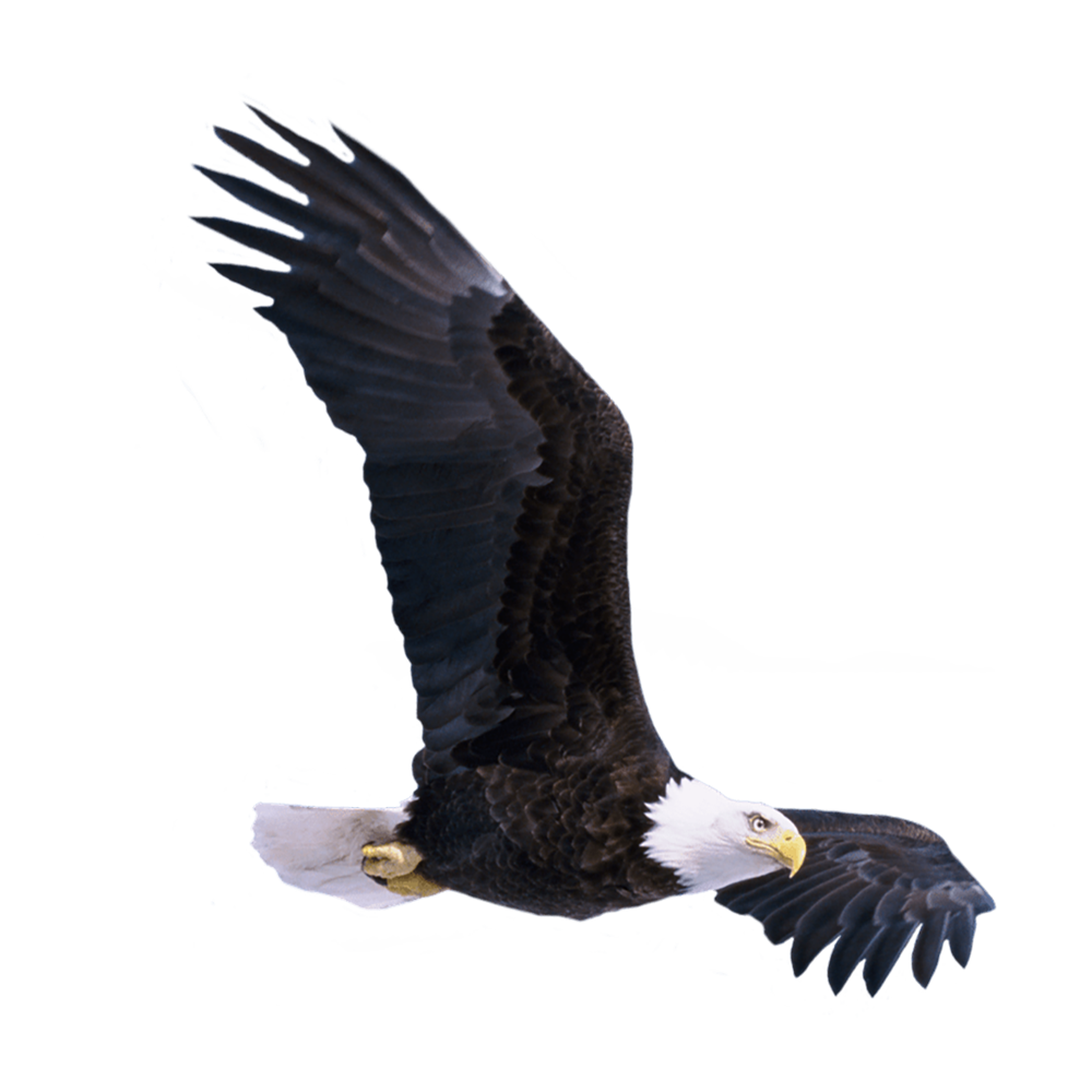 Eagle Transparent Image