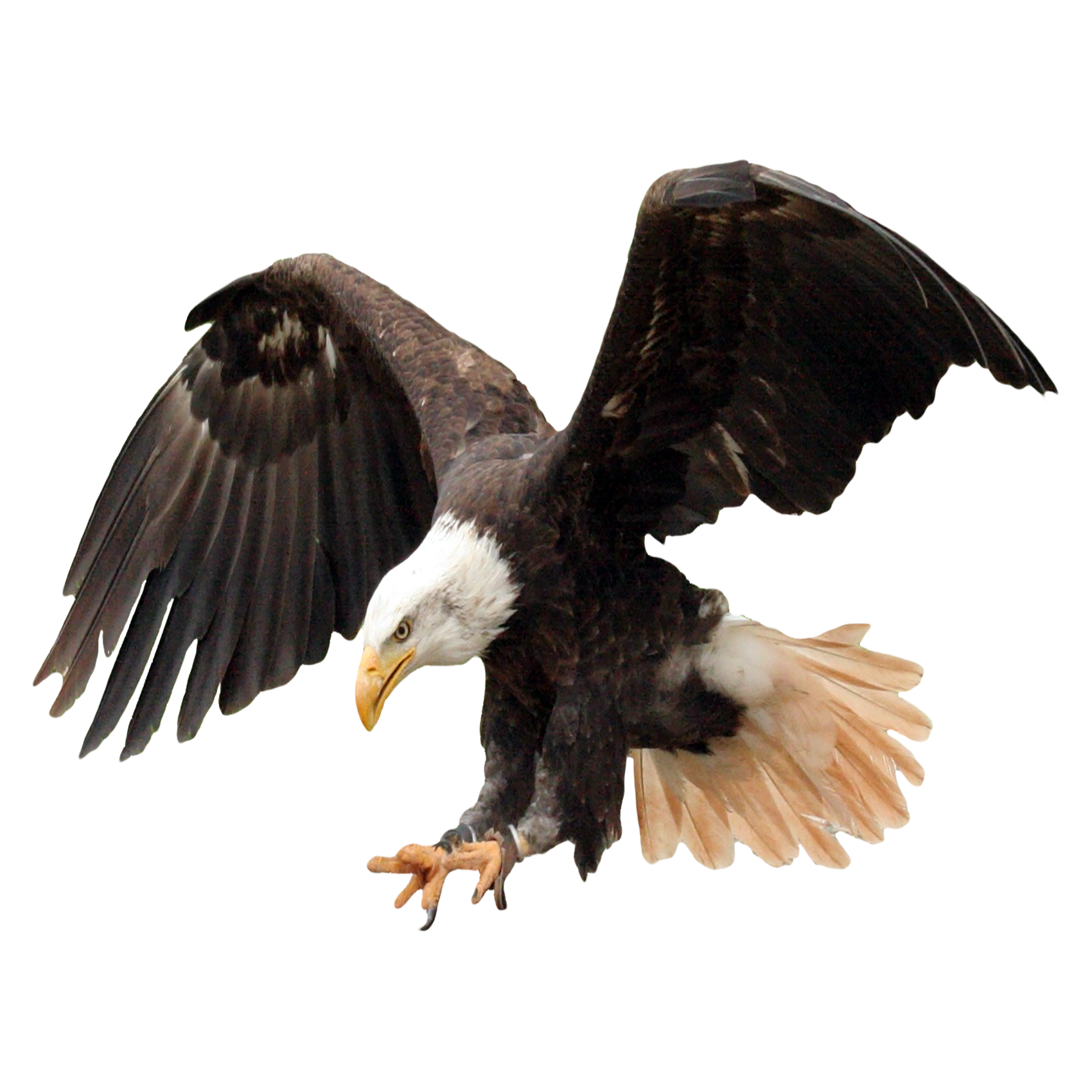 Eagle Transparent Clipart