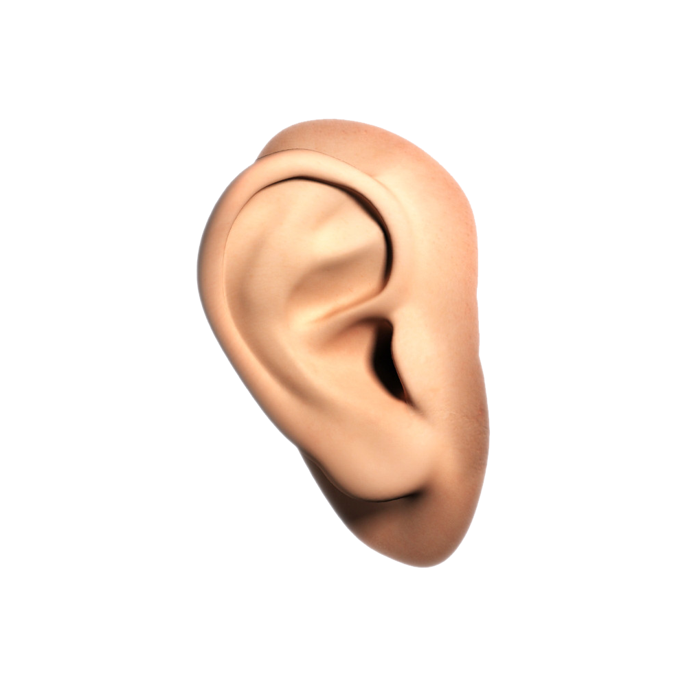 Ear  Transparent Picture