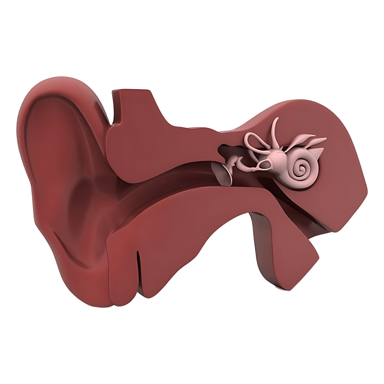 Ear Anatomy Transparent Image